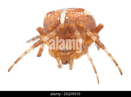 Araignée croisée, Araneus diadematus isolé sur fond blanc Banque D'Images