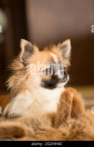 chihuahua à poil long, couleur avec des marques blanches reposant sur une peau de barbe Banque D'Images