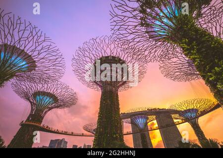 11 août 2018: Supertree grove au jardin de la baie de la marina à singapour, ont été conçues et conçues par Grant Associates. Chaque supertree a son propre plan Banque D'Images