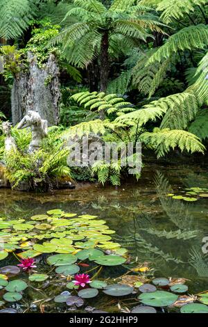 Garden of the Helena Bay Cafe, province de Northland, Île du Nord, Nouvelle-Zélande Banque D'Images