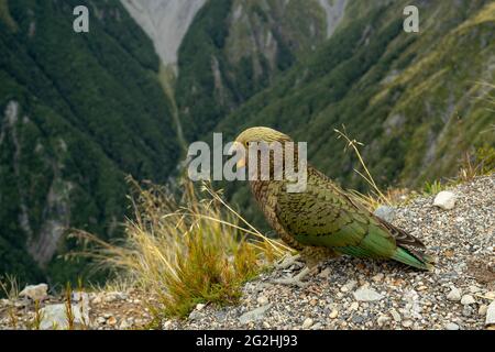 Kea on Avalanche Peak, 1833 m, le plus célèbre des sommets du parc national d'Arthur's Pass. Île du Sud, Nouvelle-Zélande Banque D'Images