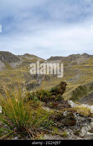 Kea on Avalanche Peak, 1833 m, le plus célèbre des sommets du parc national d'Arthur's Pass. Île du Sud, Nouvelle-Zélande Banque D'Images