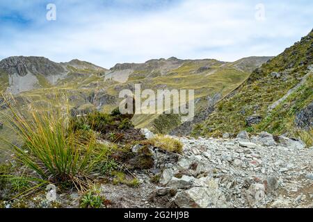 Kea on Avalanche Peak, 1833 m, le plus célèbre des sommets du parc national d'Arthur's Pass. Île du Sud, Nouvelle-Zélande Banque D'Images