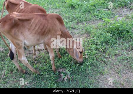 vache brune mangeant l'herbe sur le terrain vert Banque D'Images