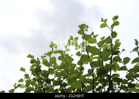 jujujube de couleur verte sur la ferme pour la récolte dans le champ Banque D'Images