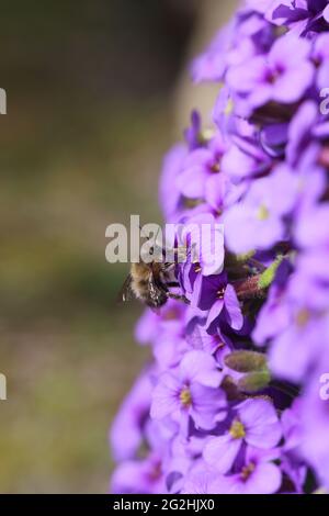 Homme de l'abeille fleur à pieds poilus (Anthophora plumipes) sur coussin bleu (Aubrieta) Banque D'Images