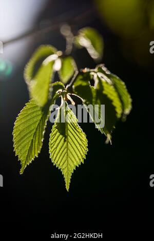 Hêtre, feuilles, déplier, détail Banque D'Images