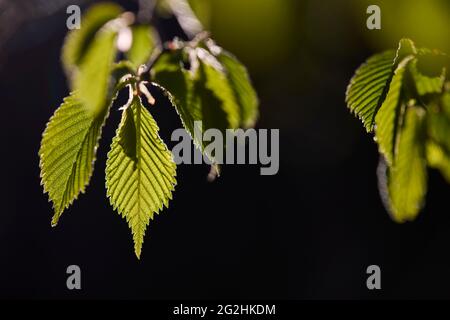 Hêtre, feuilles, déplier, détail Banque D'Images