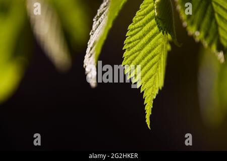Hêtre, feuilles, déplier, détail Banque D'Images