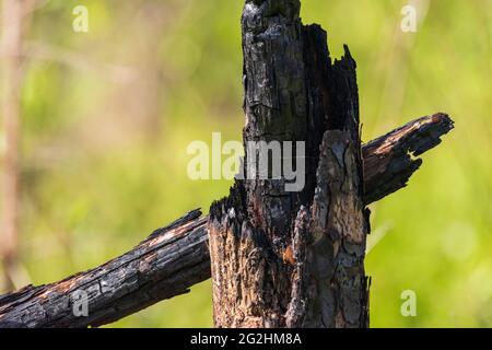 Feu laissé derrière la souche charrée d'un pin à feuilles longues à la réserve nationale de recherche estuarienne Weeks Bay, près de Fairhope, Alabama, le 20 mai 202 Banque D'Images