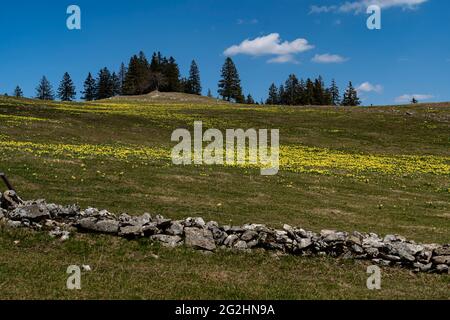 Chaque année au printemps, les prairies du Jura suisse deviennent jaunes lorsque des centaines de milliers de jonquilles fleurissent. Banque D'Images