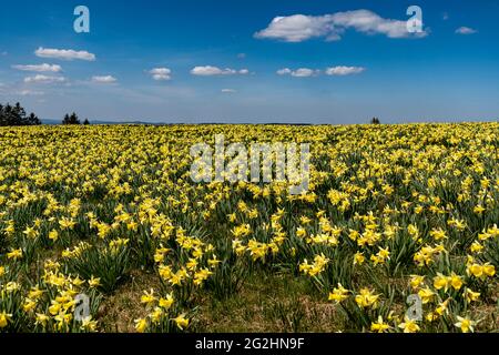 Chaque année au printemps, les prairies du Jura suisse deviennent jaunes lorsque des centaines de milliers de jonquilles fleurissent. Banque D'Images