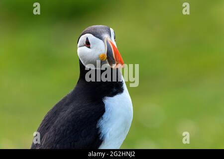 Atlantic Puffin, île de Noss, Écosse, îles Shetland Banque D'Images