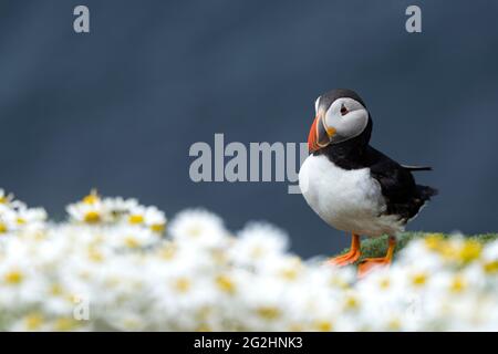 Puffin en fleurs de camomille, Sumburgh Head, Écosse, îles Shetland Banque D'Images