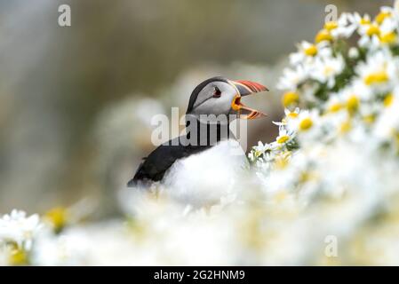 Puffin en fleurs de camomille, Sumburgh Head, Écosse, îles Shetland Banque D'Images