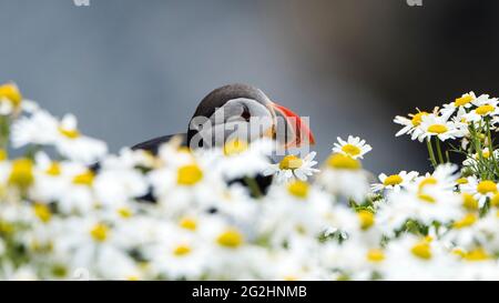 Puffin en fleurs de camomille, Sumburgh Head, Écosse, îles Shetland Banque D'Images