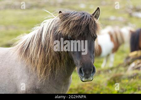 Poney Shetland, île d'Unst, Écosse, îles Shetland Banque D'Images