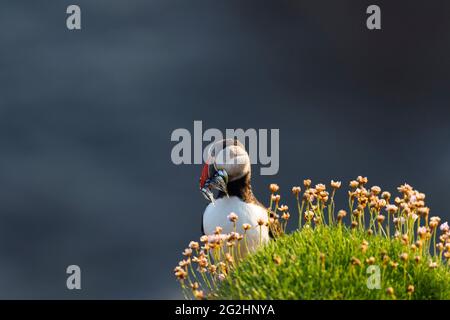 Puffin avec poisson, Sumburgh Head, Écosse, îles Shetland Banque D'Images