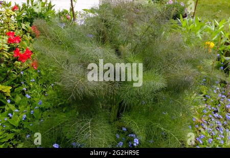 Le fenouil de bronze 'purpurpureum' (Foenicule vulgare) dans le lit Banque D'Images