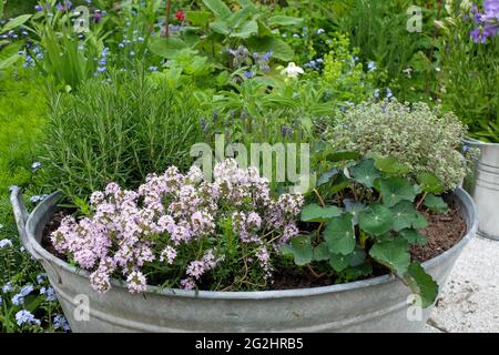 Vieux bac en étain planté d'herbes aromatiques : salé (Satureja hortensis), nasturtium (Tropaeolum), romarin (Rosmarinus), lavande (Lavandula), thym citron (Thymus citriodorus) Banque D'Images