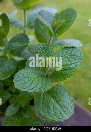 Menthe pomme (Mentha suaveolens) Banque D'Images