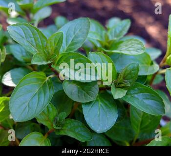 Chocolat à la menthe (Mentha piperita) « Choco » Banque D'Images