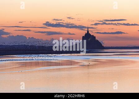 Le Mont-Saint-Michel, bernaches de brant envolées au-dessus de l'eau, lumière du soir, France, Normandie, Département Manche Banque D'Images