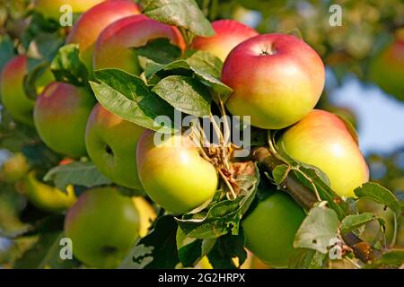 Mûrissement des pommes sur l'une des nombreuses avenue des arbres, Gundelsheim, Bade-Wurtemberg, Allemagne Banque D'Images