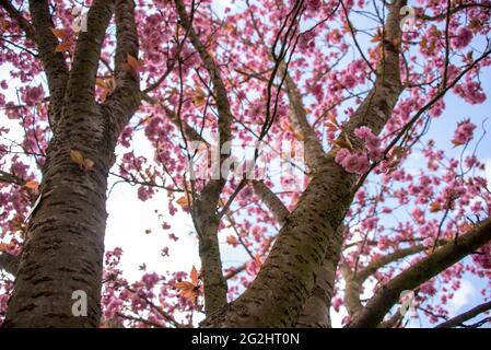 Cerises ornementales japonaises Banque D'Images