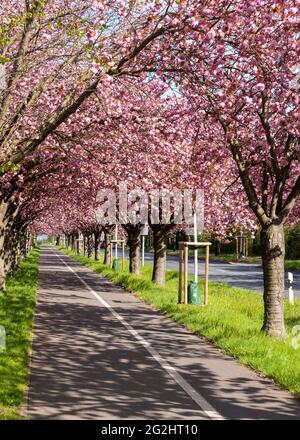 Allemagne, Saxe-Anhalt, Magdebourg, avenue d'arbres avec fleurs de cerises ornementales japonaises. Banque D'Images