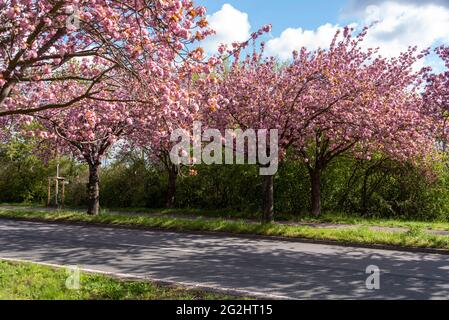 Allemagne, Saxe-Anhalt, Magdebourg, avenue d'arbres avec fleurs de cerises ornementales japonaises. Banque D'Images