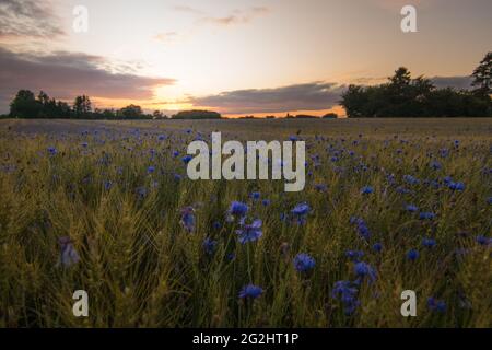 Champ de cornflower à un coucher de soleil lumineux dans le Schleswig-Holstein, Felde Banque D'Images