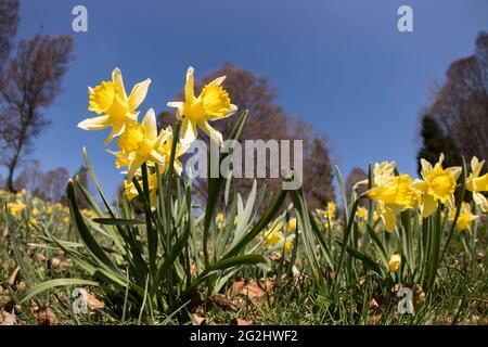 La fleur de Daffodil dans le Jura Banque D'Images