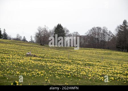 La fleur de Daffodil dans le Jura Banque D'Images