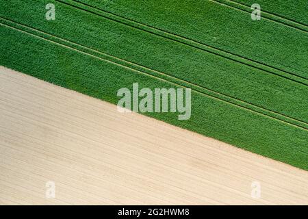 Les chenilles du tracteur sont visibles dans un champ de grain. Banque D'Images