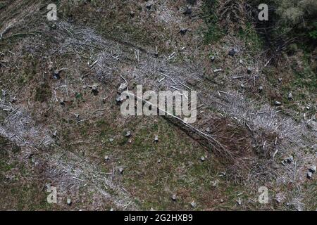Forêt malade et arbres coupés dans le Taunus Banque D'Images