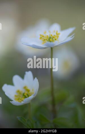 Gros plan d'Anemonoides nemorosa, Anemone nemorosa, anemone de bois, arrière-plan flou Banque D'Images