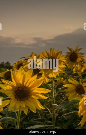 Tournesols à la lumière du crépuscule dans le nord de l'Allemagne, coucher de soleil, champ de tournesol Banque D'Images