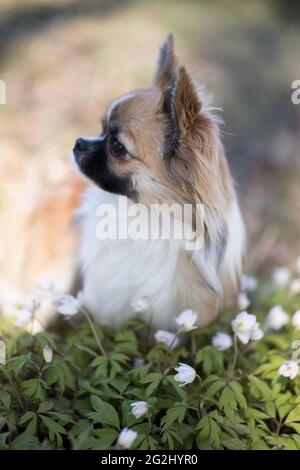 Chihuahua à poil long avec fleurs d'anémone blanches, extérieur, forêt, Finlande Banque D'Images