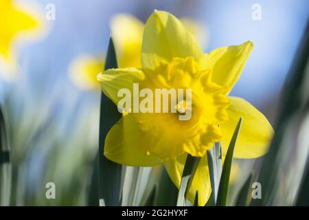 Gros plan de Daffodil, fleur jaune, fond bleu ciel Banque D'Images