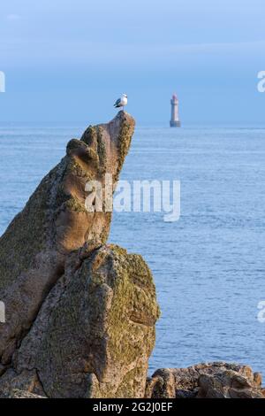 Mouette sur un rocher, phare de la Jument en arrière-plan, Pointe de Pern, Île d'Ouessant France, Bretagne, département du Finistère Banque D'Images