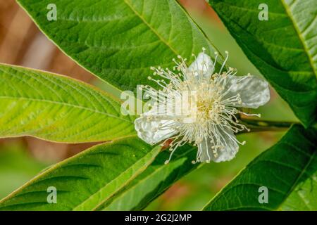 macro photographie de fleurs de goyave. Banque D'Images