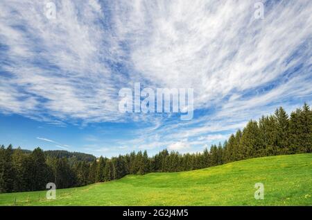 Prairie verte et forêt sous ciel bleu et nuages lors d'une journée ensoleillée au printemps. Allgäu, Bavière, Allemagne, Europe Banque D'Images