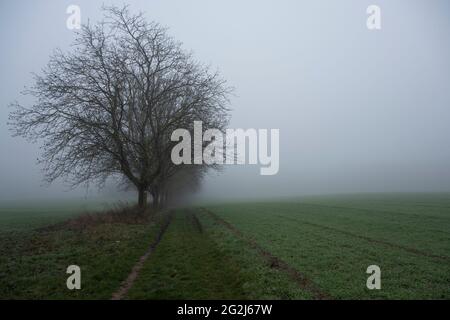 Novembre, paysage avec des arbres dans le brouillard. Banque D'Images