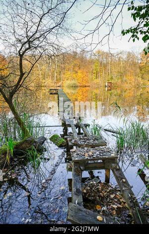 Allemagne, Rhénanie-Palatinat, Wörth, Altrheinarm, ancienne passerelle en bois. Banque D'Images