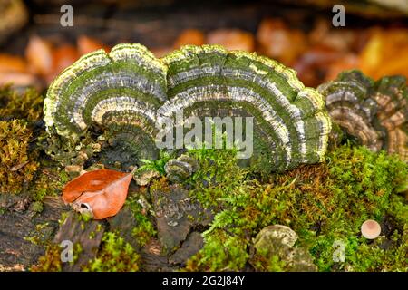 Trameten (Trametes) un genre de champignon de la famille des porlings de la tige. Banque D'Images