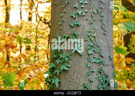 Lierre sur un tronc d'arbre. Banque D'Images