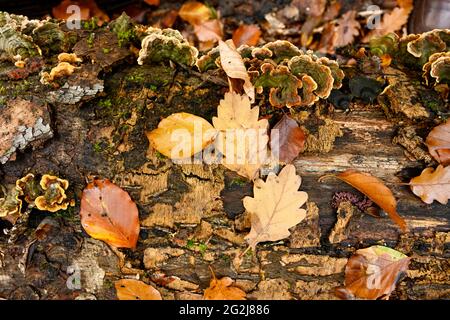 Trameten (Trametes) un genre de champignon de la famille des porlings de la tige. Banque D'Images