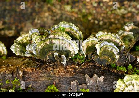 Trameten (Trametes) un genre de champignon de la famille des porlings de la tige. Banque D'Images