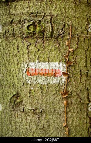 Marqueur de randonnée sur un arbre. Banque D'Images